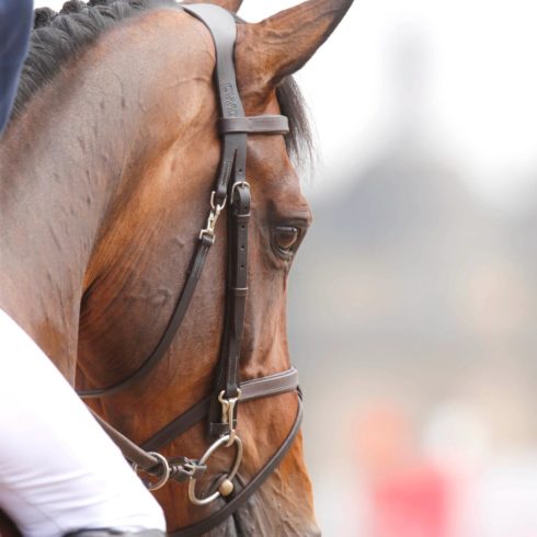 Hello Mr President Junior horse