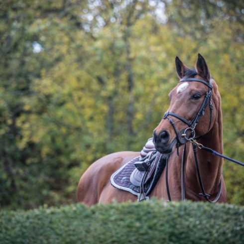 Hello M'Lady portrait