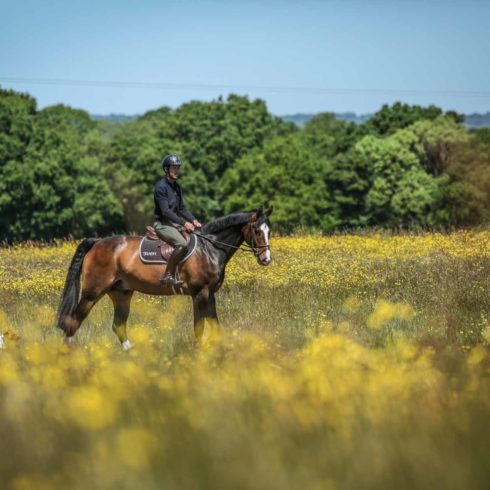 Scott Brash, Hello Shelby and Lilly