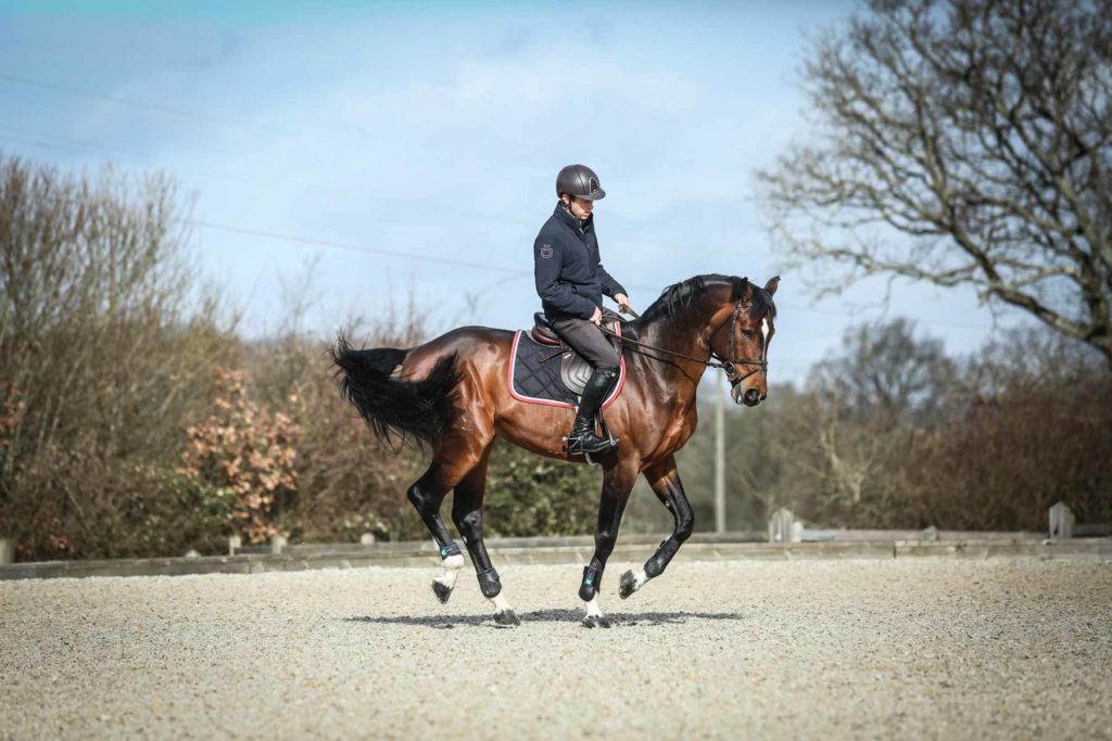 Scott Brash and Hello Vincent at home 2020